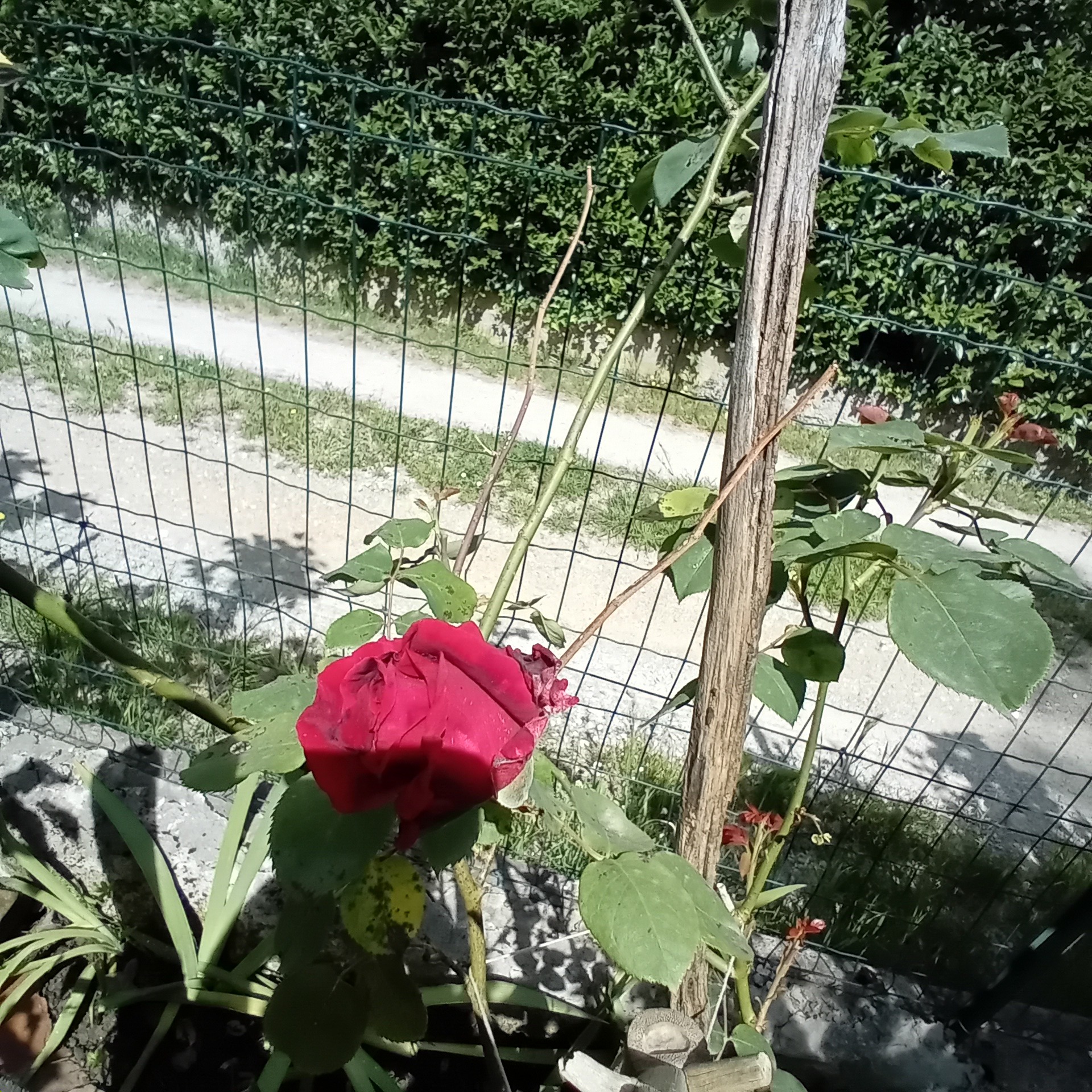 risa rossa giratine180